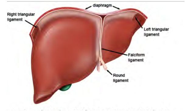 Liver Tumors